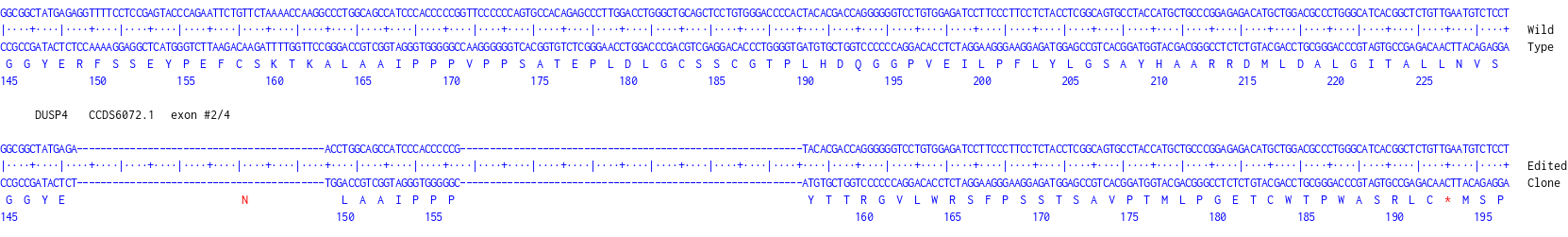 Human DUSP4 knockout A549 cell line [D4]