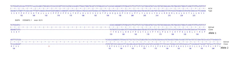 Next Generation Sequencing - Human DUSP4 knockout A549 cell line [F7] (AB319090)