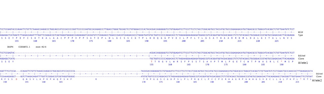 Human DUSP4 knockout A549 cell line [H15]