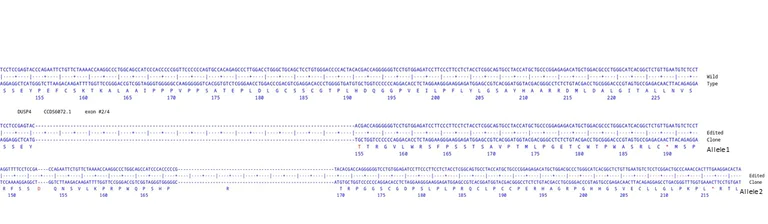 Next Generation Sequencing - Human DUSP4 knockout A549 cell line [H15] (AB319092)