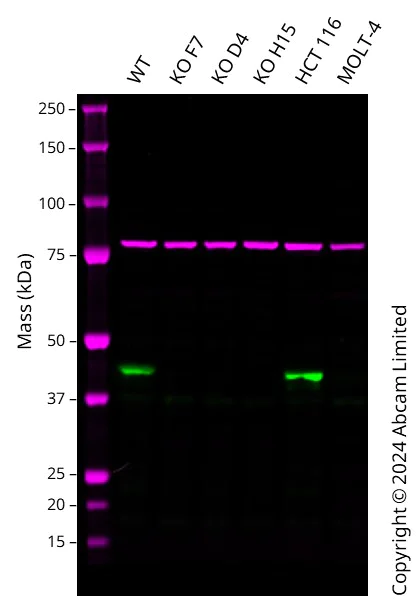 Western blot - Human DUSP4 knockout A549 cell line [H15] (AB319092)