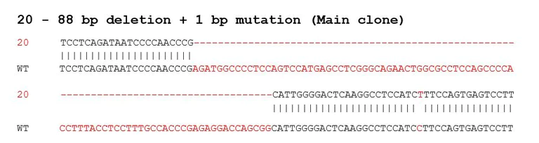 Sanger Sequencing - Human DVL2 knockout A549 cell line (AB277903)