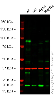 Western blot - Human DVL2 knockout A549 cell line (AB277903)