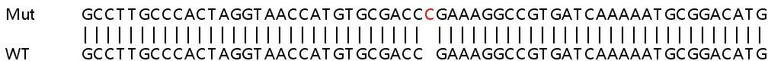 Sanger Sequencing - Human DYNLL1 (PIN) knockout HeLa cell line (AB265265)
