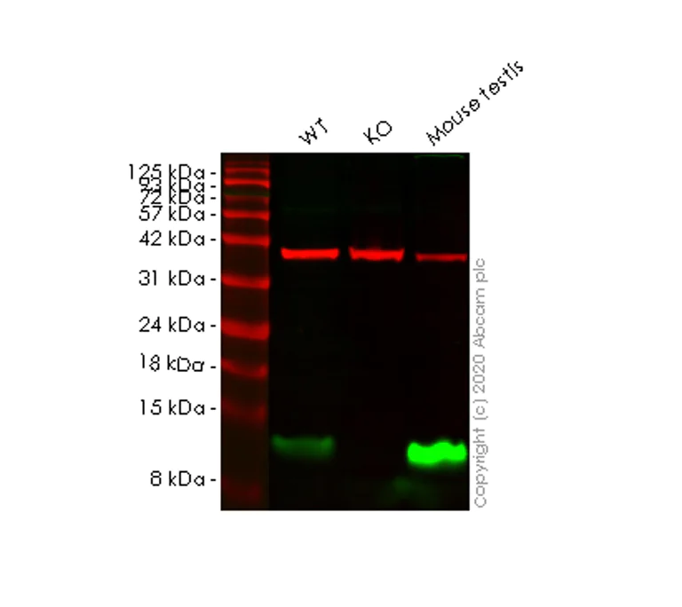 Western blot - Human DYNLL1 (PIN) knockout HeLa cell lysate (AB257414)