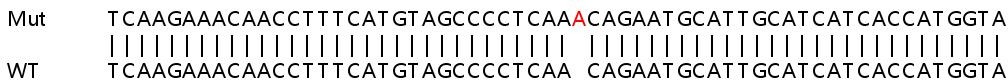Sanger Sequencing - Human DYRK1A knockout HEK-293T cell line (AB267336), expandable thumbnail