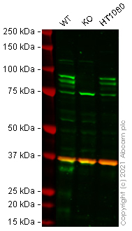 Western blot - Human DYRK1A knockout HEK-293T cell line (AB267336), expandable thumbnail
