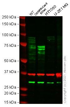 Western blot - Human DYRK1A knockout HEK-293T cell line (AB267336), expandable thumbnail