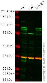 Western blot - Human DYRK1A knockout HEK-293T cell lysate (AB258402)