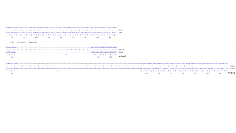 Next Generation Sequencing - Human E2F1 knockout HCT116 cell line (AB287380)