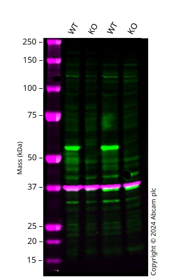 Western blot - Human E2F1 knockout HCT116 cell line (AB287380), expandable thumbnail