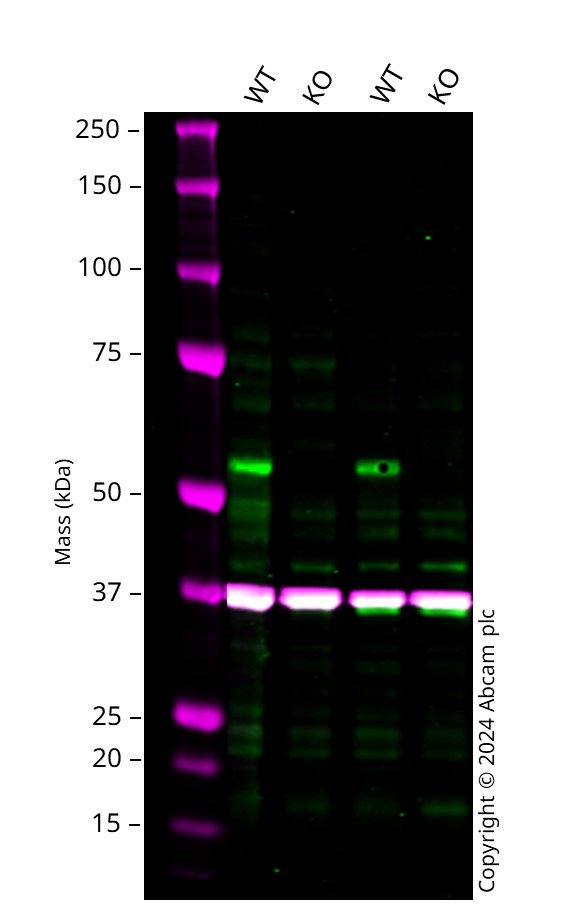 Western blot - Human E2F1 knockout HCT116 cell line (AB287380), expandable thumbnail