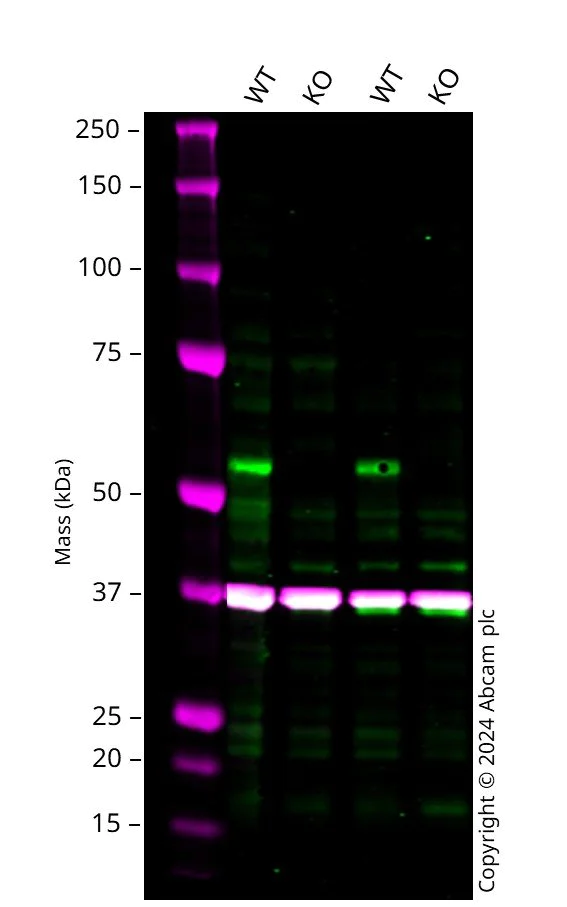 Western blot - Human E2F1 knockout HCT116 cell line (AB287380)