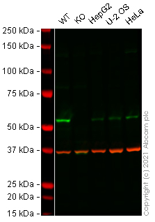 Human E2F1 knockout HEK-293 cell lysate
