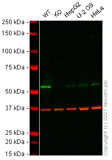 Western blot - Human E2F1 knockout HEK-293 cell lysate (AB281354)