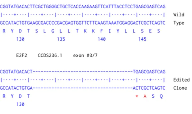 Next Generation Sequencing - Human E2F2 knockout A549 cell line (AB288999)