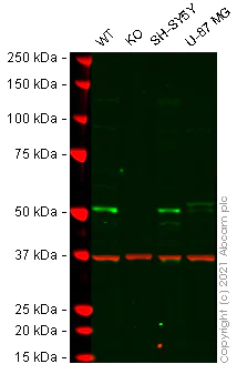 Western blot - Human E2F3 knockout HeLa cell line (AB265362)