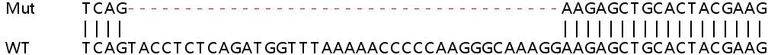 Sanger Sequencing - Human E2F3 knockout HeLa cell lysate (AB257415)