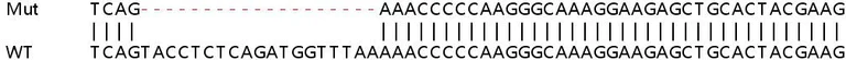 Sanger Sequencing - Human E2F3 knockout HeLa cell lysate (AB257415)