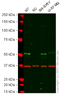 Western blot - Human E2F3 knockout HeLa cell lysate (AB257415)