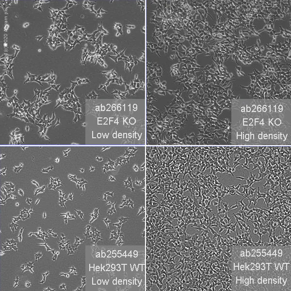 Cell Culture - Human E2F4 knockout HEK-293T cell line (AB266119)