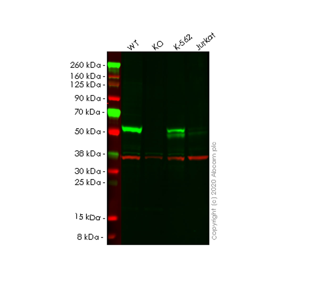 Western blot - Human E2F4 knockout HEK-293T cell line (AB266119)