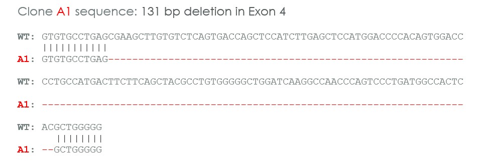 Sanger Sequencing - Human ECE1 knockout U-87 MG cell line (AB288712), expandable thumbnail