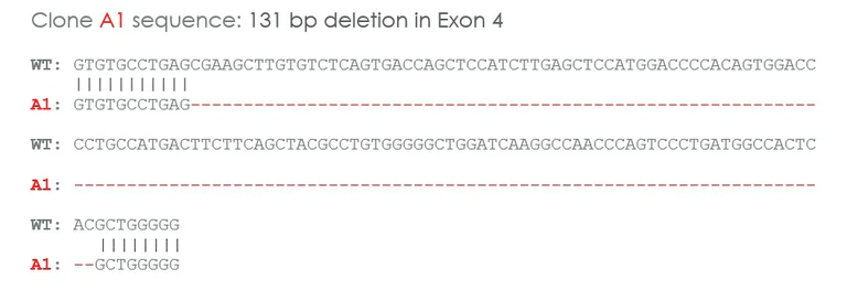 Sanger Sequencing - Human ECE1 knockout U-87 MG cell line (AB288712)