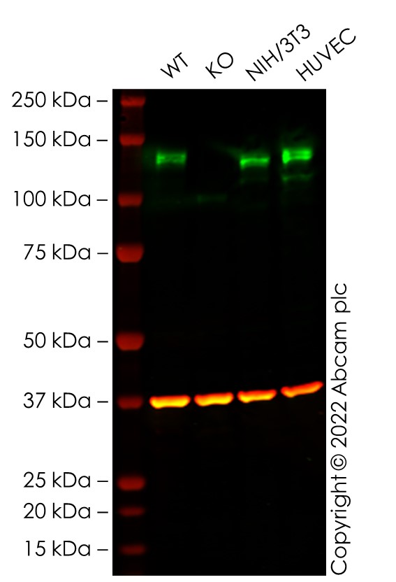 Western blot - Human ECE1 knockout U-87 MG cell line (AB288712), expandable thumbnail