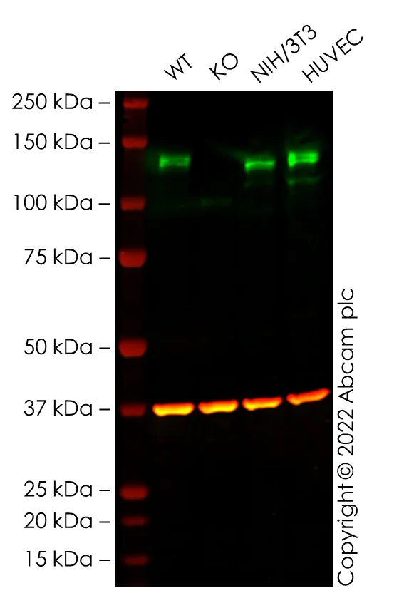 Western blot - Human ECE1 knockout U-87 MG cell line (AB288712)