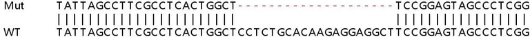 Sanger Sequencing - Human ECH1 knockout HEK-293T cell lysate (AB257933)