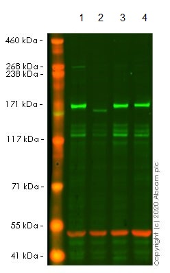 Western blot - Human EEA1 knockout HeLa cell line (AB261822)