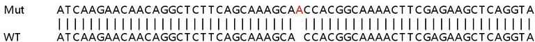 Sanger Sequencing - Human EEA1 knockout HeLa cell lysate (AB256897)