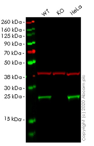 Western blot - Human EEF1B2 knockout HEK-293T cell lysate (AB257934)