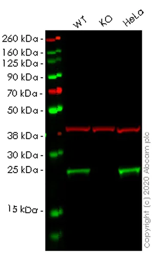 Western blot - Human EEF1B2 knockout HEK-293T cell lysate (AB257934)