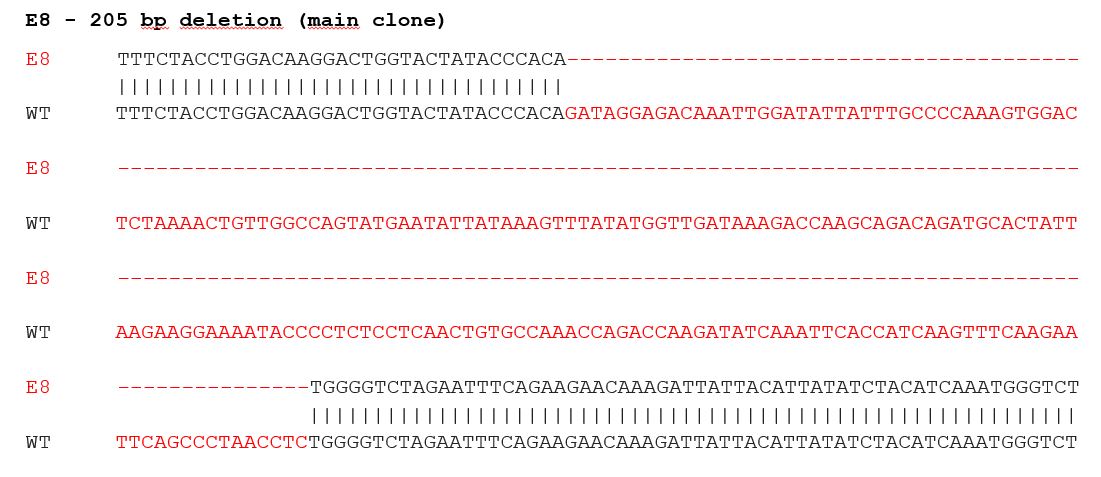 Sanger Sequencing - Human EFNB2 knockout SH-SY5Y cell line (AB275409)