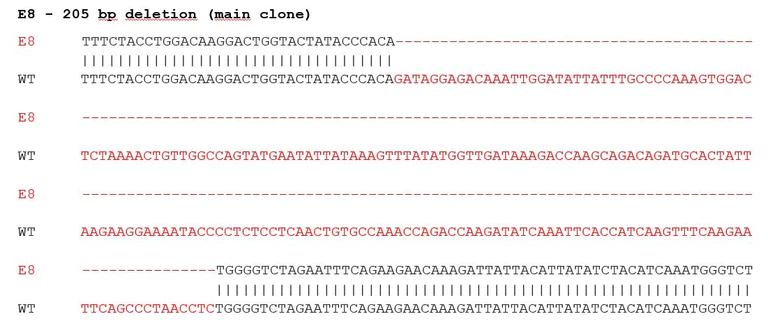 Sanger Sequencing - Human EFNB2 knockout SH-SY5Y cell lysate (AB275535)