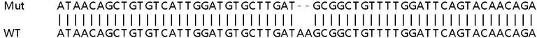 Sanger Sequencing - Human EGF knockout HeLa cell lysate (AB256898)
