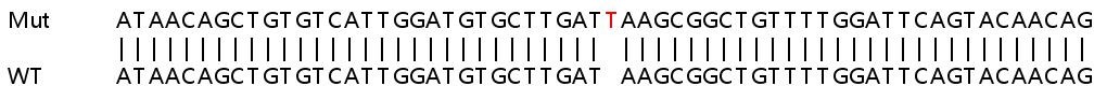 Human EGF knockout HeLa cell lysate