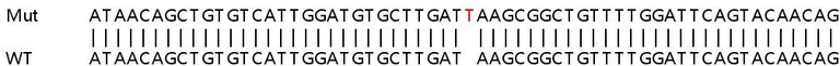 Sanger Sequencing - Human EGF knockout HeLa cell lysate (AB256898)