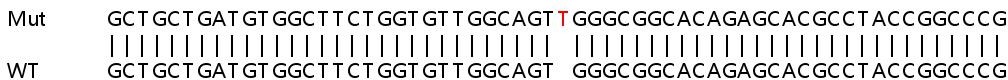 Sanger Sequencing - Human EGFL7 knockout HeLa cell line (AB264899), expandable thumbnail