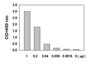Sandwich ELISA - Human EGFR ELISA Kit (pS1046) (AB126434)