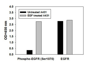 Sandwich ELISA - Human EGFR ELISA Kit (pS1046) (AB126434), expandable thumbnail