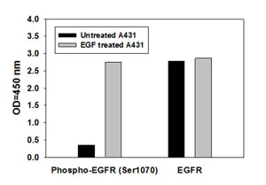 Sandwich ELISA - Human EGFR ELISA Kit (pS1046) (AB126434)