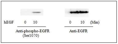 Western blot - Human EGFR ELISA Kit (pS1046) (AB126434)