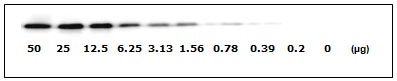 Western blot - Human EGFR ELISA Kit (pS1046) (AB126434), expandable thumbnail