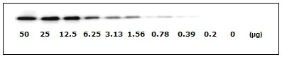 Western blot - Human EGFR ELISA Kit (pS1046) (AB126434)