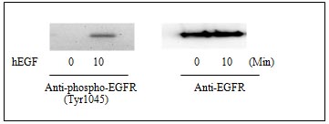Western blot - Human EGFR ELISA Kit (pY1045) (AB126436), expandable thumbnail