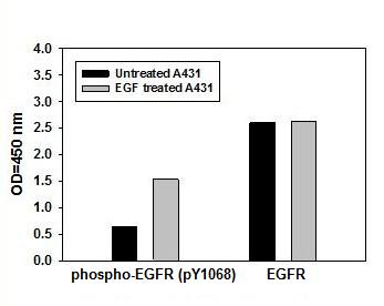 Sandwich ELISA - Human EGFR ELISA Kit (pY1068) (AB126438), expandable thumbnail