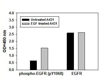 Sandwich ELISA - Human EGFR ELISA Kit (pY1068) (AB126438)